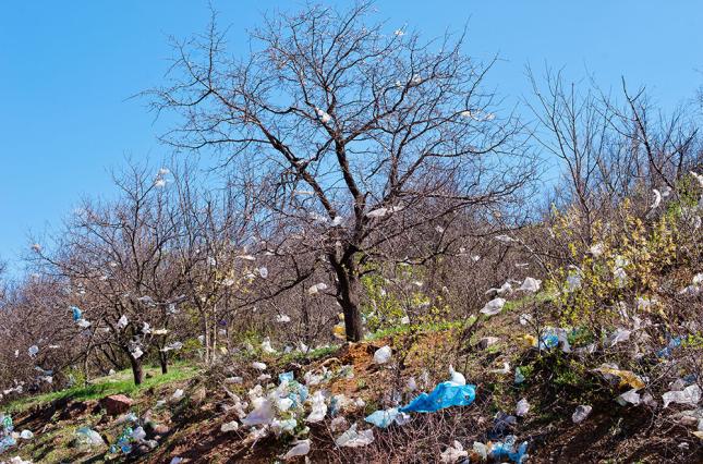 plastic bags in a tree / photo: shutterstock, Andriy Solovyov